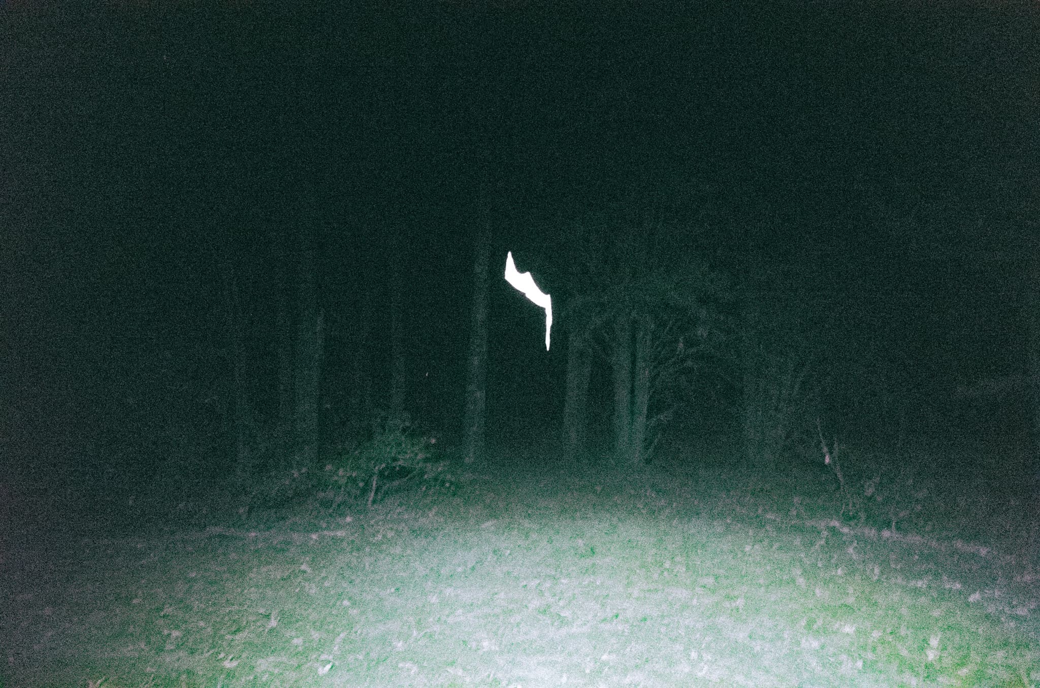A faint white shape glowing between dark tree trunks at night
