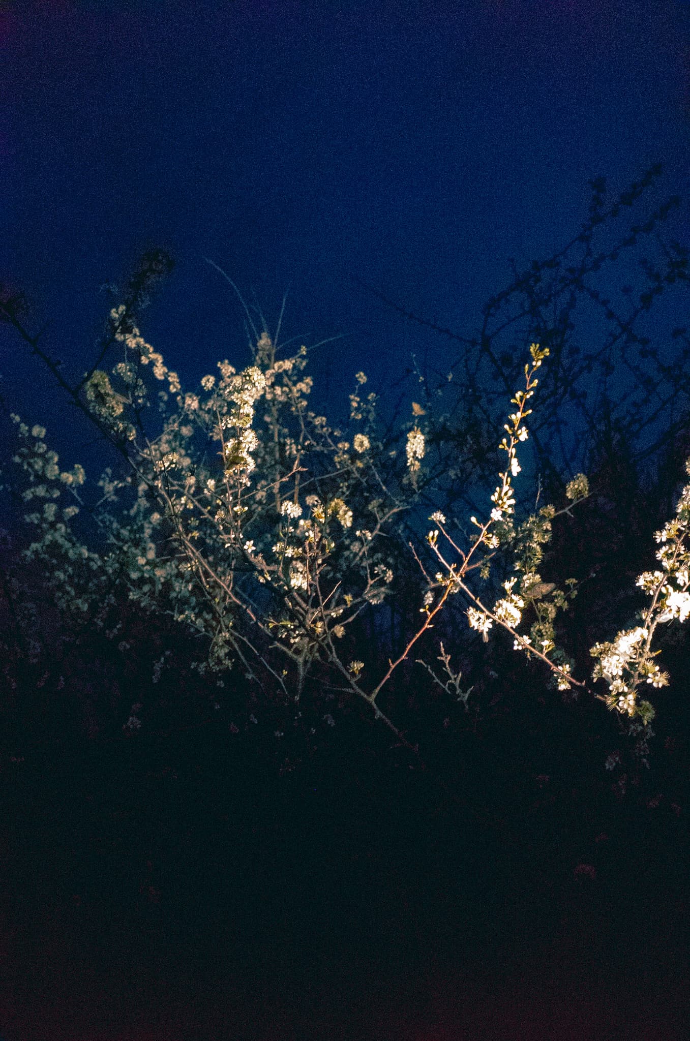 Illuminated white blossoms against a deep blue night sky