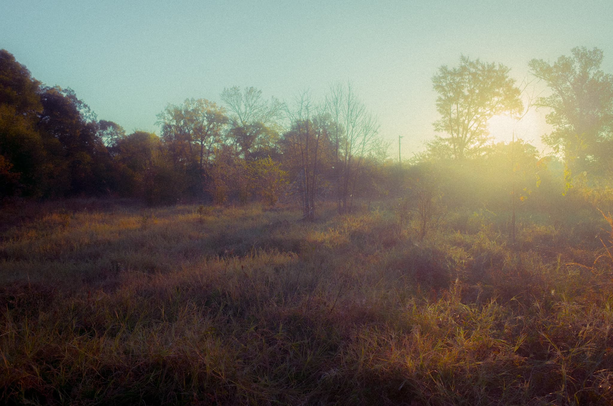 Golden-hour light breaking through mist over a grassy clearing lined with trees
